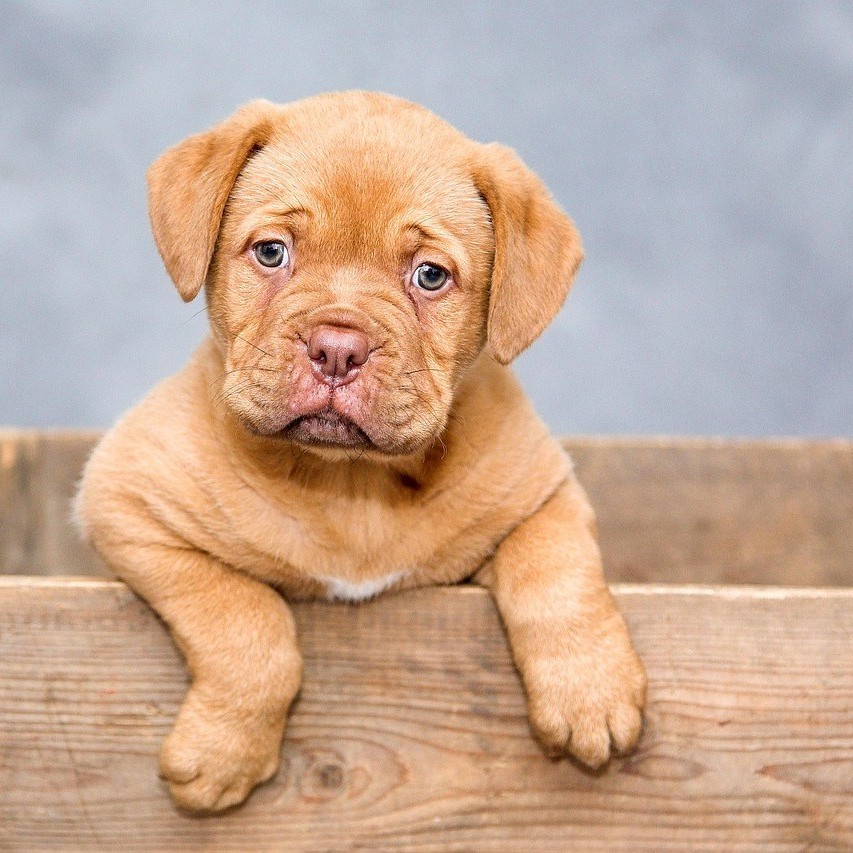 Dog